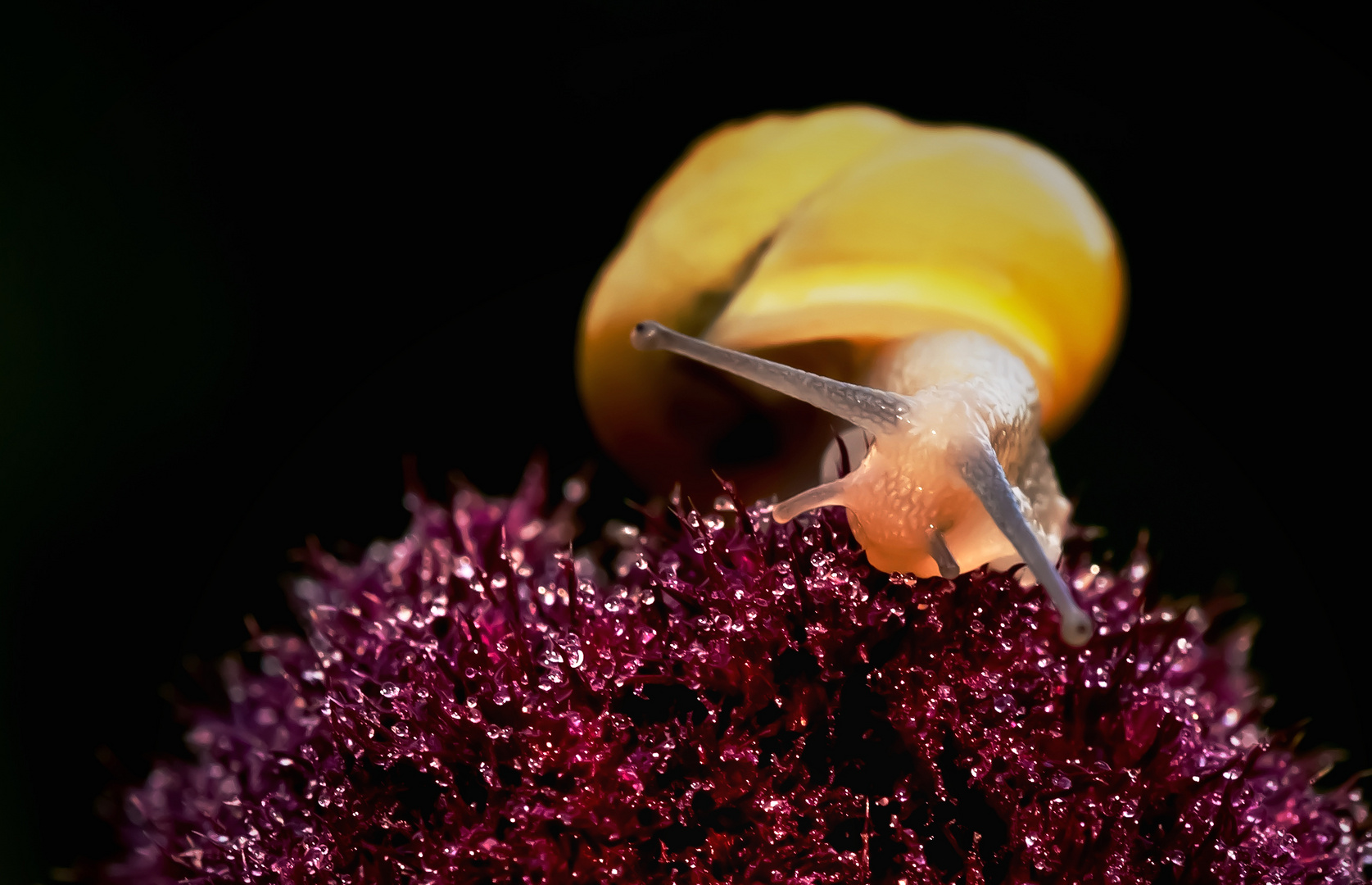 Tau-Tropfen -" Nasch Schnecke ;-)"