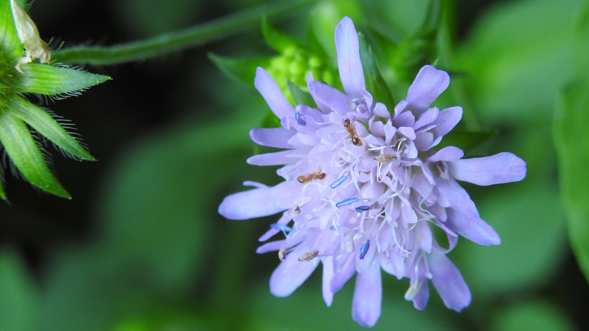 Tauameisen auf Blüte August 16