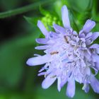 Tauameisen auf Blüte August 16