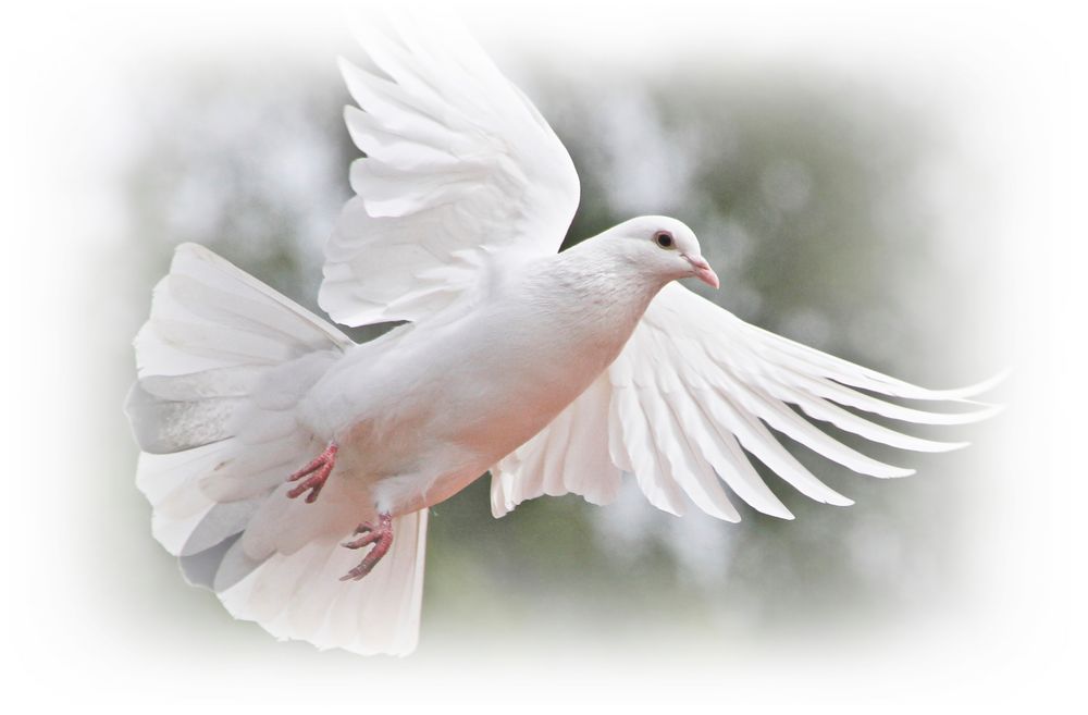 Taube Foto & Bild tiere, natur, vögel Bilder auf