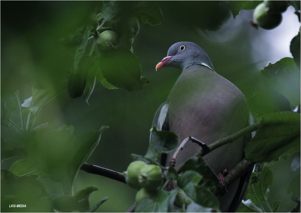 Taube Abends im Apfelbaum