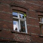 Taube am Fenster