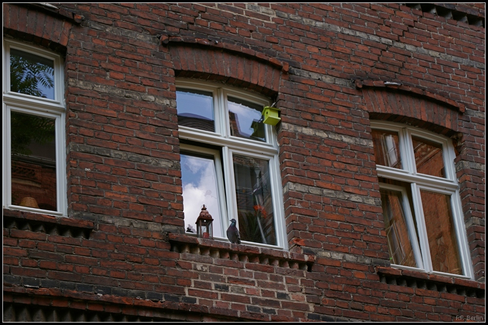 Taube am Fenster