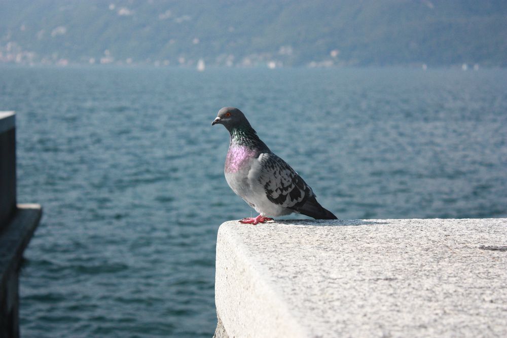 Taube am Lago Maggiore