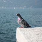 Taube am Lago Maggiore