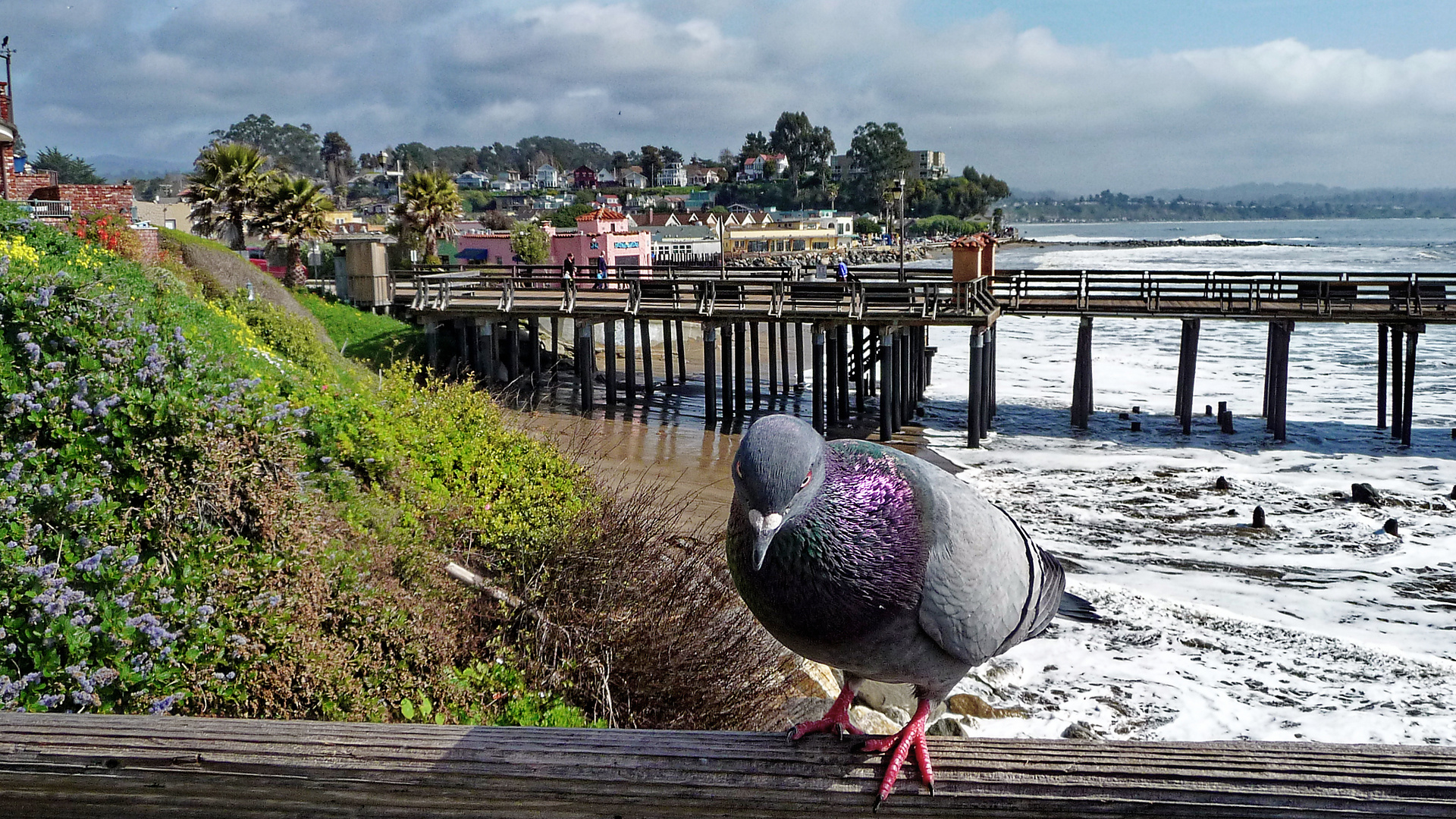 Taube am Pazifik in Capitola bei Santa Cruz