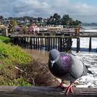 Taube am Pazifik in Capitola bei Santa Cruz