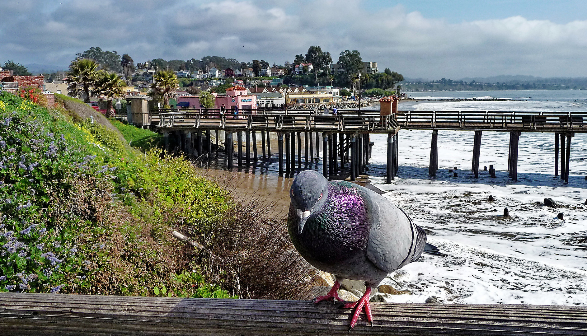 Taube am Pazifik in Capitola bei Santa Cruz, Version 2