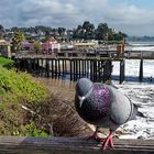 Taube am Pazifik in Capitola bei Santa Cruz, Version 2