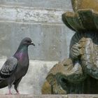 Taube am "Schönen Brunnen"