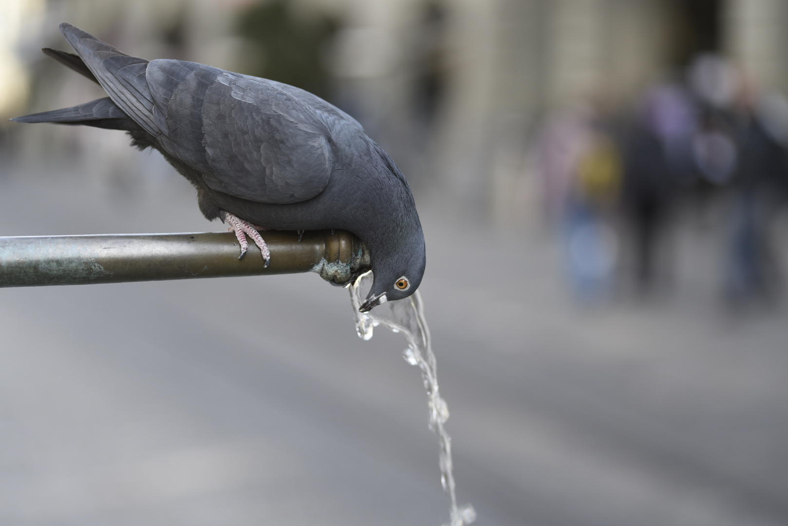 Taube am Schützenbrunnen in Bern