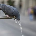 Taube am Schützenbrunnen in Bern