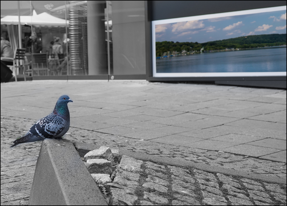 Taube am See in der Innenstadt