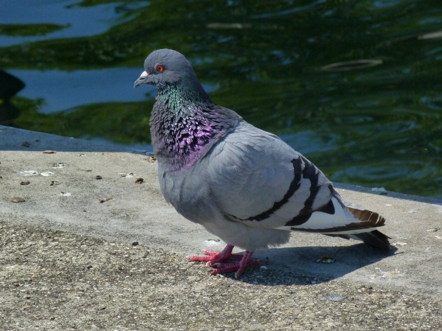 Taube am Sonnen