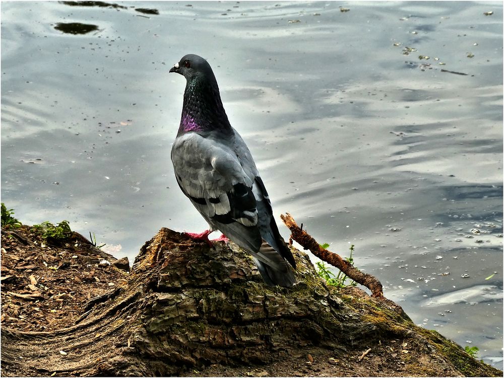 Taube am Teich Foto & Bild natur, tiere, vögel Bilder auf