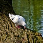 Taube am Teich