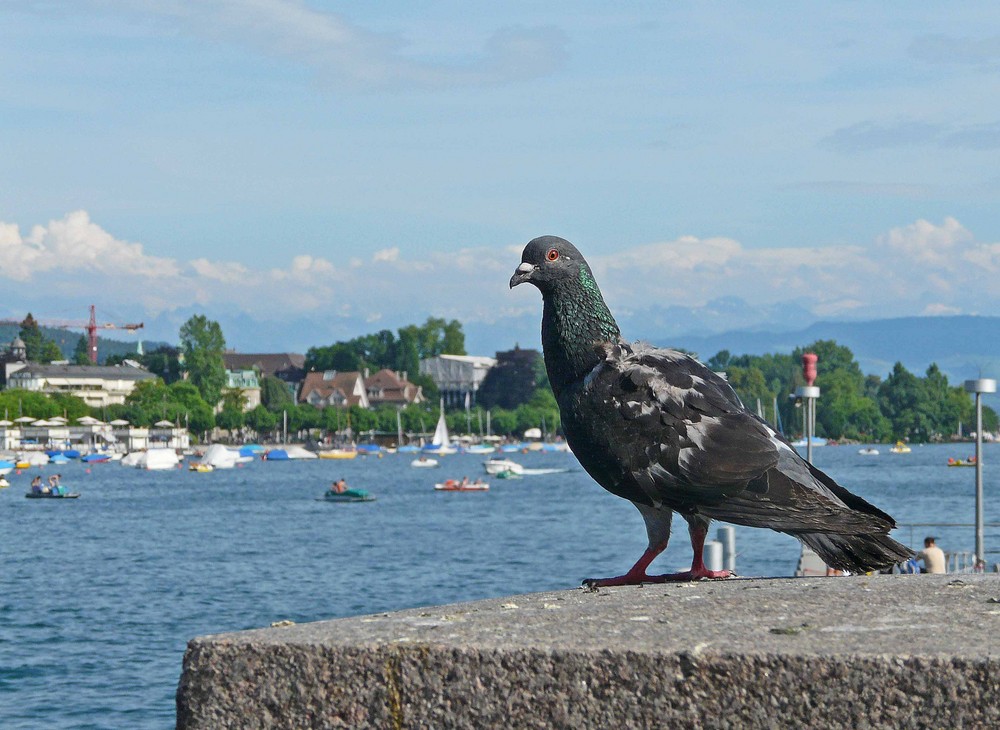 Taube am Züri See