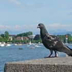 Taube am Züri See