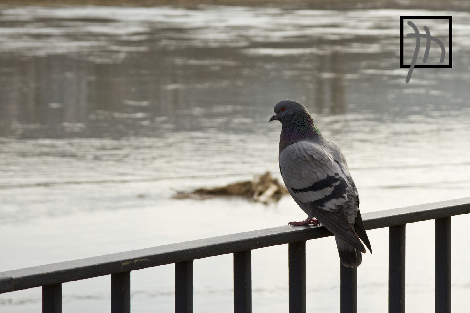 Taube an der Elbe