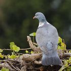 Taube auf Besuch