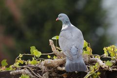 Taube auf Besuch