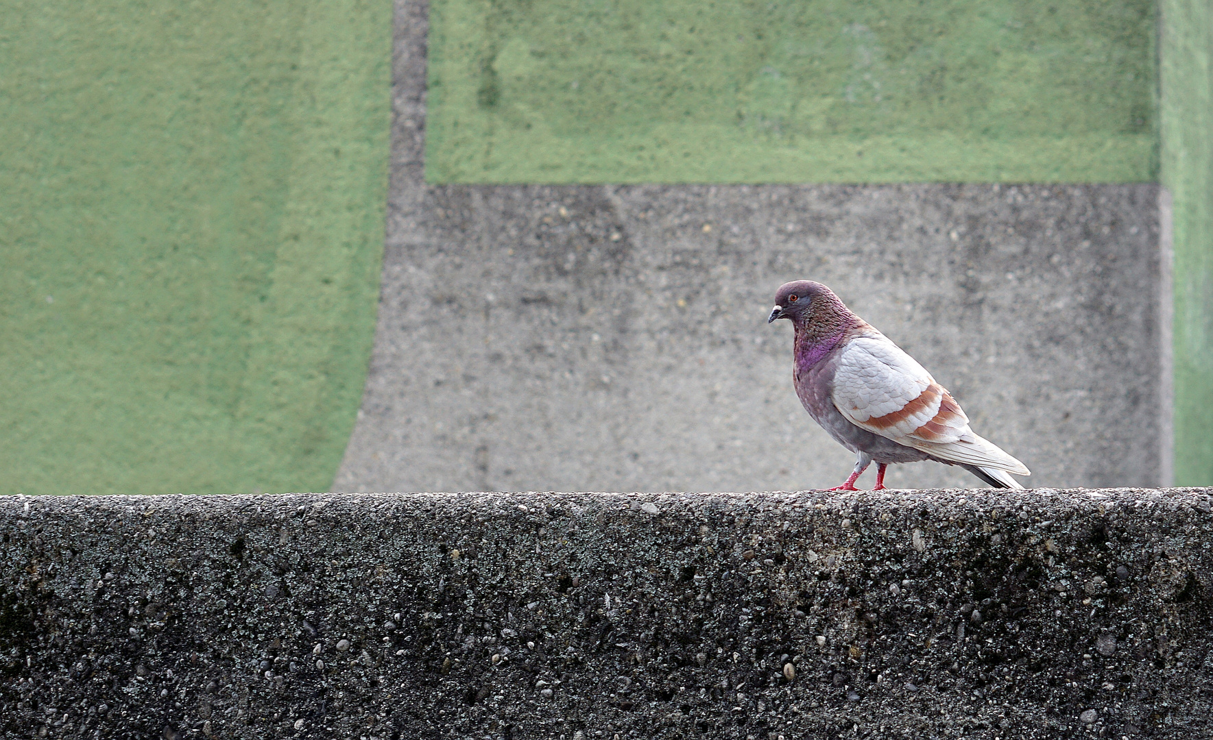 Taube auf Beton