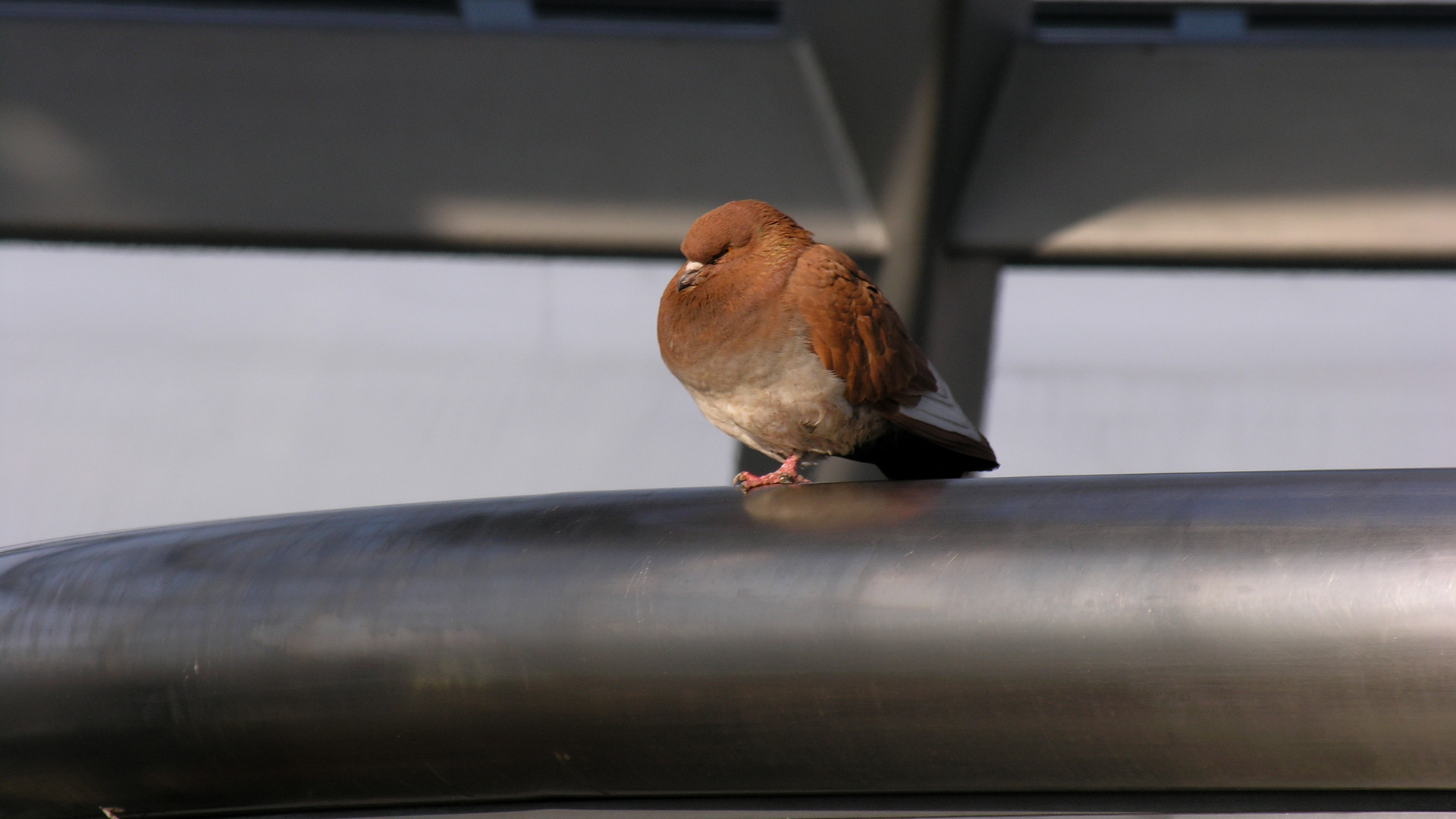 Taube auf Bundestag