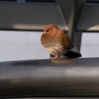 Taube auf Bundestag