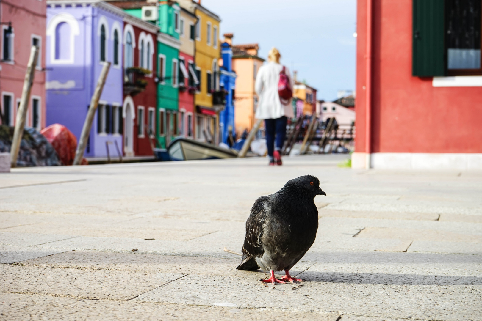 Taube auf Burano