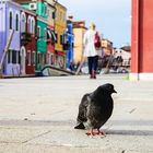 Taube auf Burano