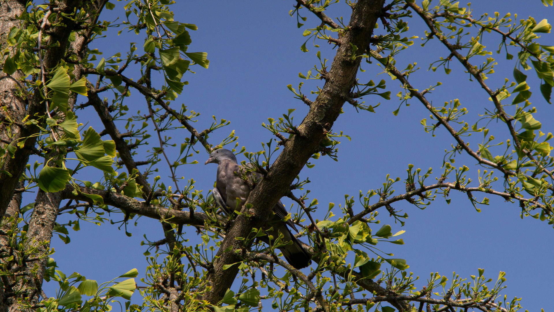 Taube auf dem  Baum