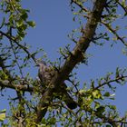 Taube auf dem  Baum