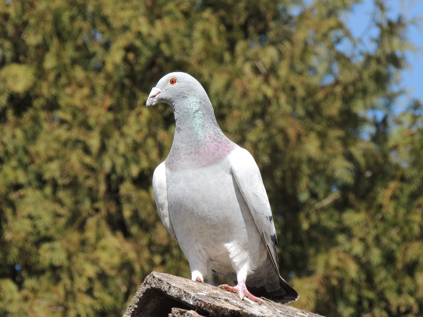 Taube auf dem Dach