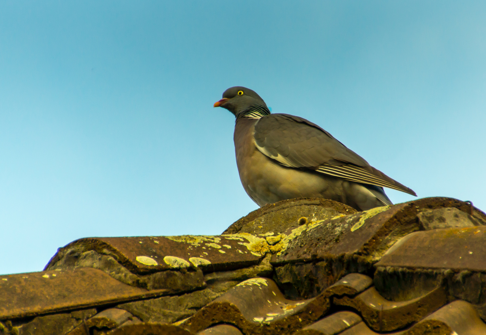 Taube auf dem Dach Foto & Bild tiere, taube, natur Bilder auf