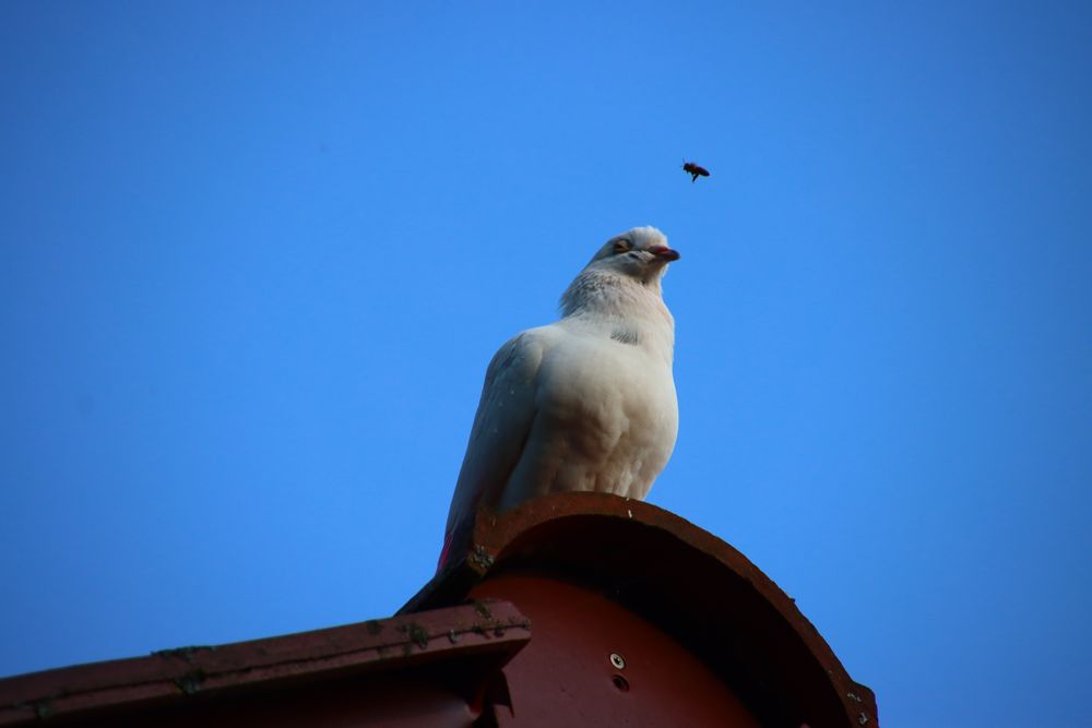 Taube auf dem Dach Foto & Bild tiere, wildlife, wild lebende vögel