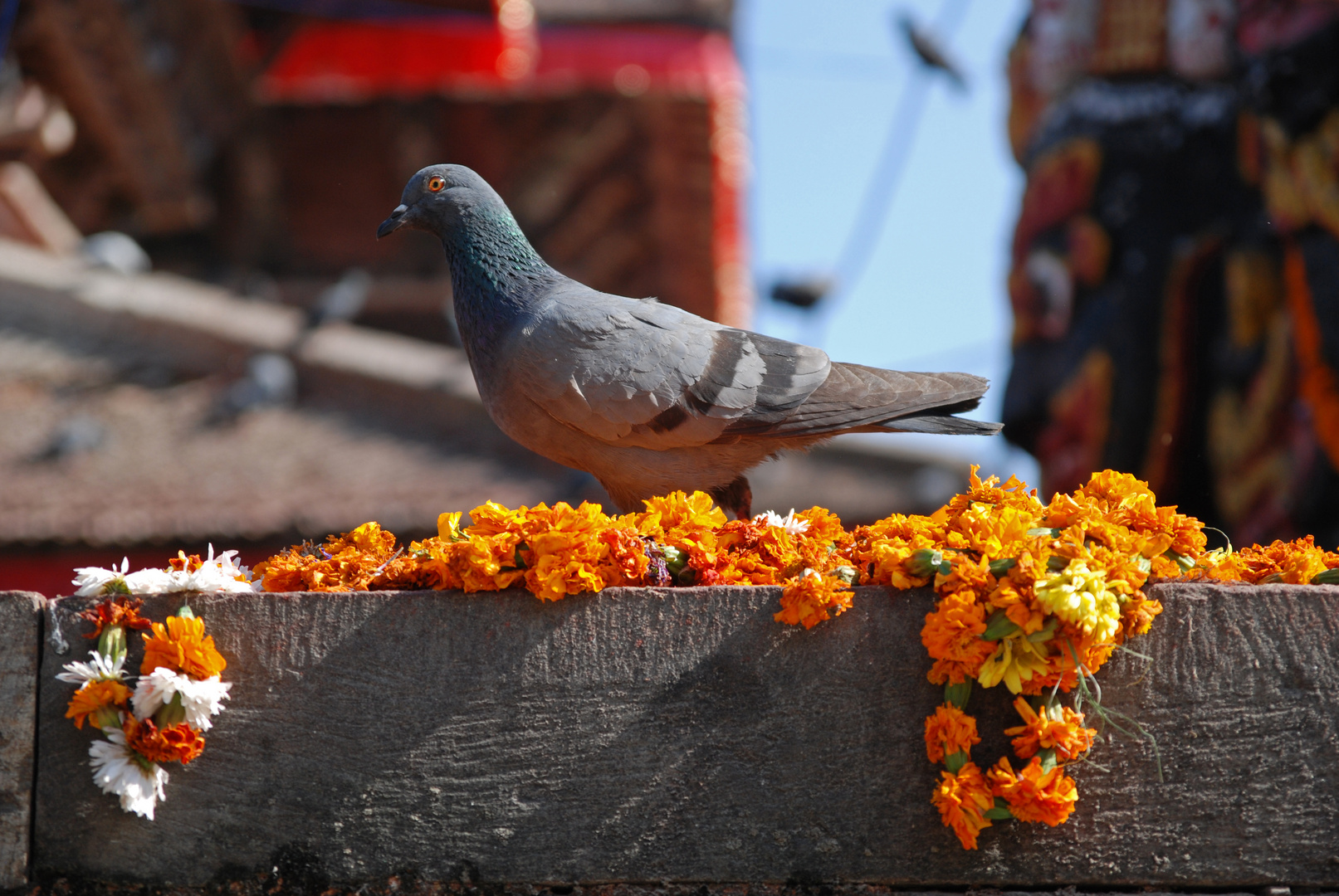 Taube auf dem Durbar Square in Kathmandu