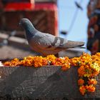 Taube auf dem Durbar Square in Kathmandu