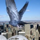 Taube auf dem Empire State Building