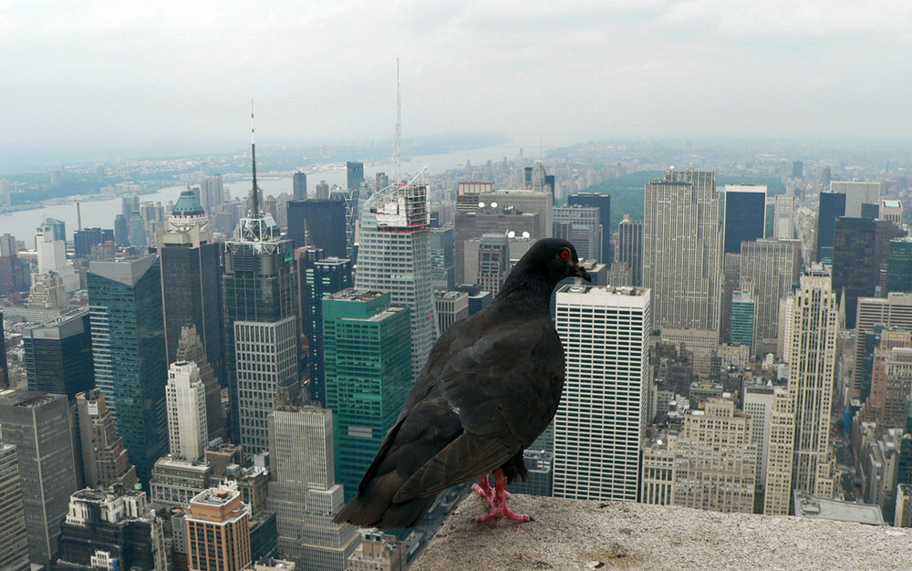 Taube auf dem Empire State Building