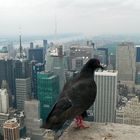 Taube auf dem Empire State Building