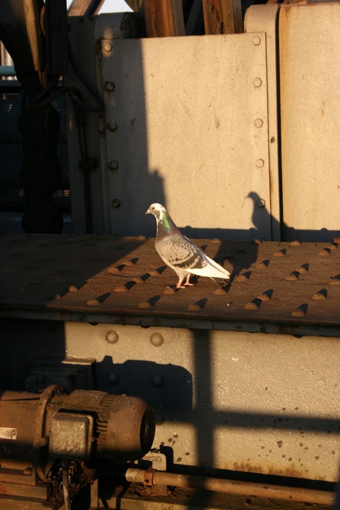 Taube auf dem obersten Podest