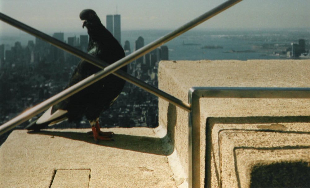Taube auf der Aussichtsplattform des Empire State Building (1995)