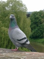 Taube auf der Brücke