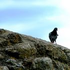 Taube auf der Burgmauer