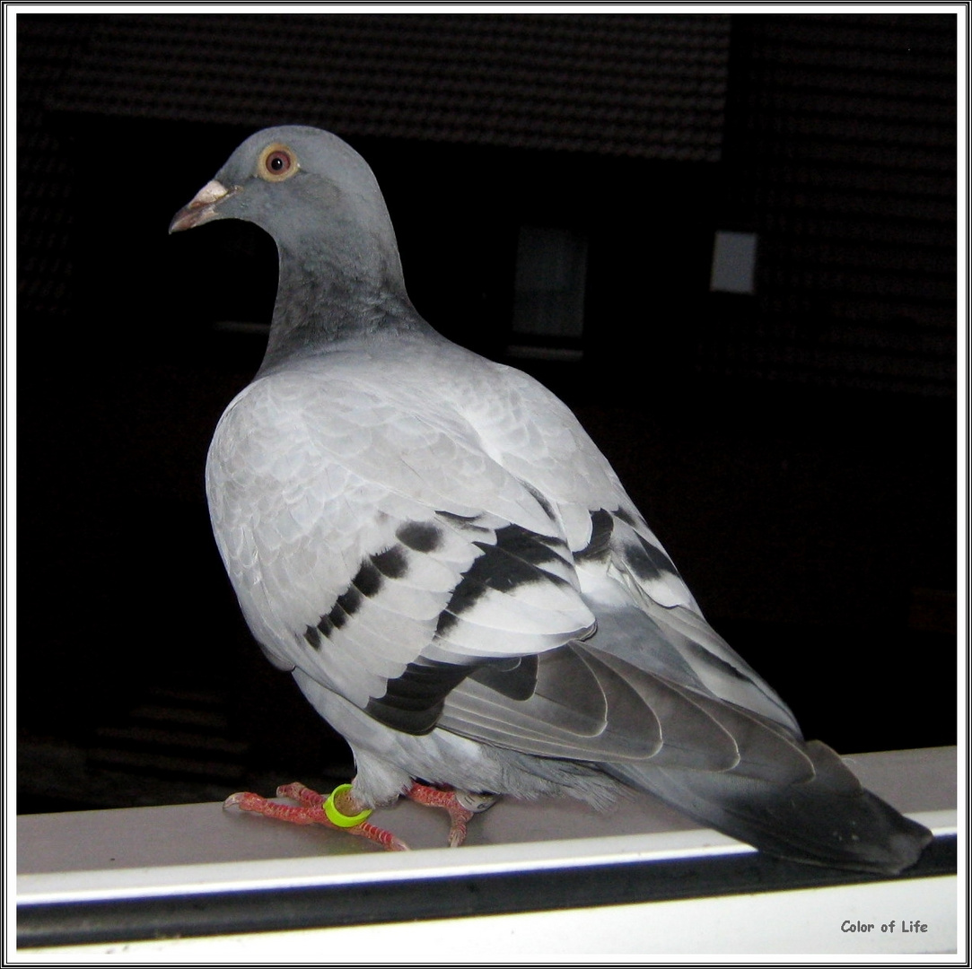 ** Taube auf der Fensterbank **