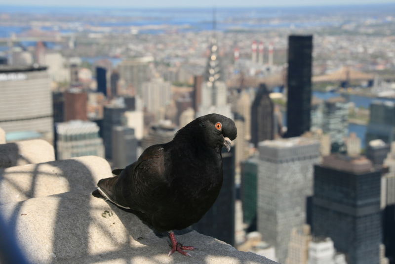 Taube auf Empire State Building