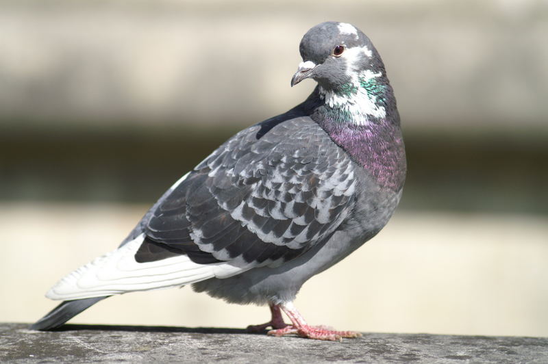 Taube auf Mauer