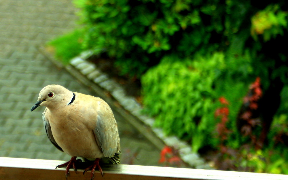 Taube auf meinem Balkon