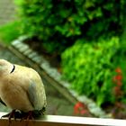 Taube auf meinem Balkon