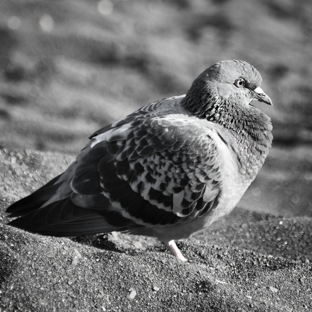 Taube auf schwarzem Sandstrand 